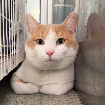 Chester -  Domestic Short Hair Cat for Adoption in Chicago, Illinois - Chester | PetCurious