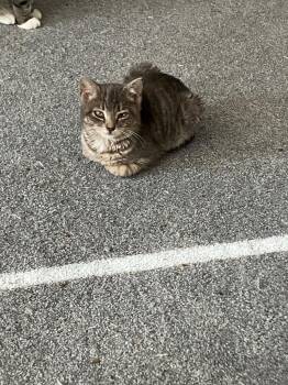 Domestic Short Hair Cats Available for Adoption - Phaedra | PetCurious