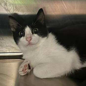 Sapphire -  Domestic Short Hair Cat for Adoption in Knoxville, Tennessee - Sapphire | PetCurious