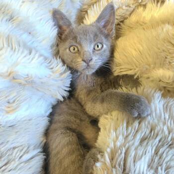 Dumpling -  Russian Blue Cat for Adoption in Bentonville, Arkansas - Dumpling | PetCurious