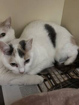 Rescue Domestic Short Hair Cats for Adoption in Chamblee, Georgia - Pico | PetCurious