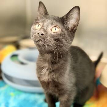 Georgie -  Domestic Short Hair Cat for Adoption in Jackson Township, New Jersey - Georgie | PetCurious