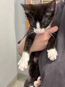 Flamingo -  Domestic Short Hair Cat for Adoption in Bloomington, Indiana - Flamingo | PetCurious