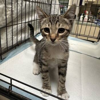 Megaphone -  Domestic Short Hair Cat for Adoption in Westminster, California - Megaphone | PetCurious