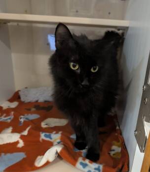 Fluffy -  Domestic Long Hair Cat for Adoption in Spokane Valley, Washington - Fluffy | PetCurious