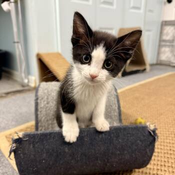 Domestic Short Hair Cats Available for Adoption in Chicago, Illinois - Gnocchi | PetCurious