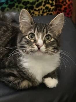 Rescue Domestic Medium Hair and Domestic Short Hair Cats for Adoption in Folsom, California - Jaymes | PetCurious