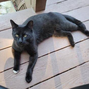 Domestic Short Hair Cats Available for Adoption in Fayetteville, Georgia - Negrito | PetCurious
