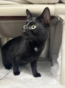 BUFFY -  Domestic Short Hair Cat for Adoption in Derwood, Maryland - BUFFY | PetCurious