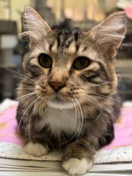 HAWKEYE -  Domestic Long Hair Cat for Adoption in Burbank, California - HAWKEYE | PetCurious
