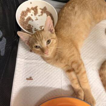 Papa Fritas -  Domestic Short Hair Cat for Adoption in Tampa, Florida - Papa Fritas | PetCurious