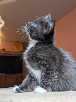 Princess Prada -  Domestic Short Hair Cat for Adoption in Fort Collins, Colorado - Princess Prada | PetCurious