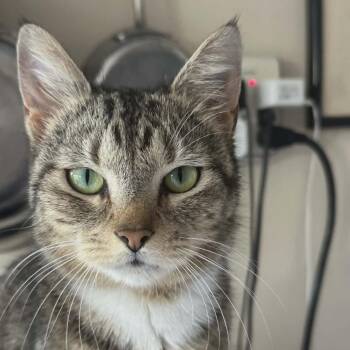 Domestic Short Hair Cats Available for Adoption in Reisterstown, Maryland - Penny | PetCurious