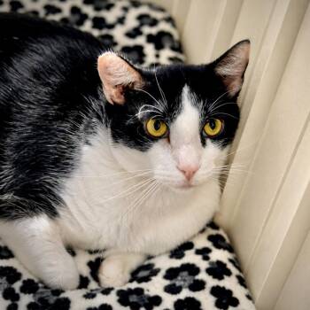 Simon -  Domestic Short Hair Cat for Adoption in Las Vegas, Nevada - Simon | PetCurious