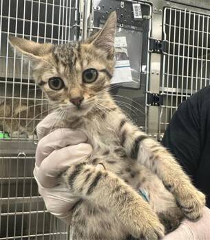 A654251 -  Domestic Short Hair Cat for Adoption in Houston, Texas - A654251 | PetCurious