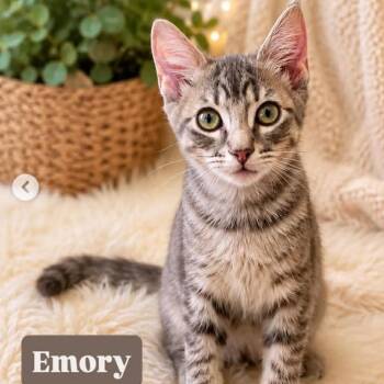 Emory -  Domestic Short Hair Cat for Adoption in Victoria, British Columbia - Emory | PetCurious