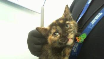 LANA -  Domestic Short Hair Cat for Adoption in Charlotte, North Carolina - LANA | PetCurious