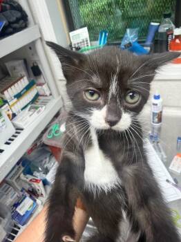 Sissy -  Domestic Short Hair Cat for Adoption in Pomona, New York - Sissy | PetCurious