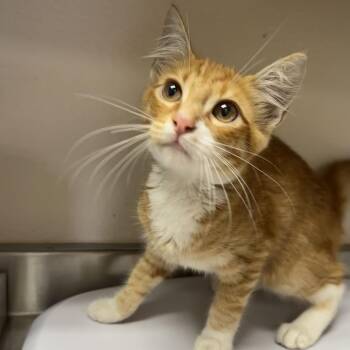 Dandelion -  Domestic Short Hair Cat for Adoption in San Antonio, Texas - Dandelion | PetCurious