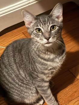 Rescue Domestic Short Hair Cats for Adoption in Norwalk, Connecticut - Blitz | PetCurious