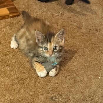 Pixie -  Domestic Short Hair Cat Available for Adoption in Silver Spring, Maryland - Pixie | PetCurious