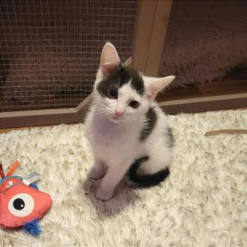 Domestic Short Hair Cats Available for Adoption in Plainfield, Illinois - Owen | PetCurious