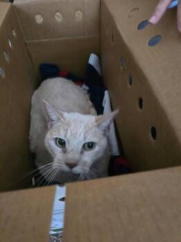 Rescue Domestic Short Hair Cats for Adoption in Holbrook, New York - TIGER BONDED W/ CHARLEY | PetCurious