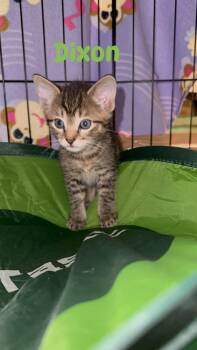 Dixon -  Domestic Short Hair Cat for Adoption in Byrdstown, Tennessee - Dixon | PetCurious