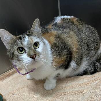 Domestic Short Hair Cats Available for Adoption - Jade | PetCurious