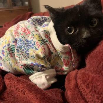 Domestic Short Hair Cats Available for Adoption - Hope | PetCurious