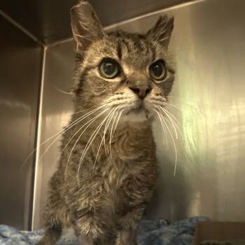 Rescue Domestic Short Hair Cats for Adoption in Charleston, West Virginia - Daisy | PetCurious