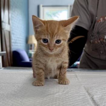 Maple Lansberry -  Domestic Short Hair Cat for Adoption in Woodstock, Virginia - Maple Lansberry | PetCurious