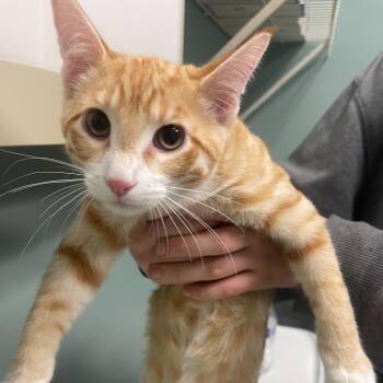 Domestic Short Hair Cats Available for Adoption - William | PetCurious
