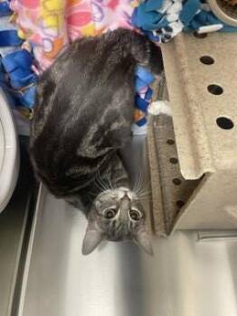 SETSUNA -  Domestic Short Hair Cat for Adoption in Kent, Washington - SETSUNA | PetCurious