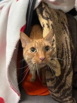 Riff -  Domestic Short Hair Cat for Adoption in Minot, North Dakota - Riff | PetCurious