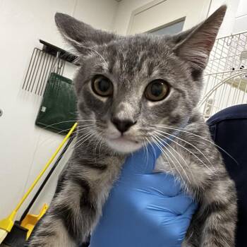 Anchovy -  Domestic Short Hair Cat for Adoption in Harrisonburg, Virginia - Anchovy | PetCurious