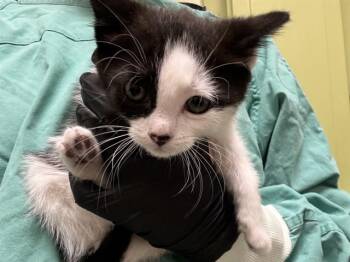 Domestic Short Hair Cats Available for Adoption in Pueblo, Colorado - HONEY BUN | PetCurious