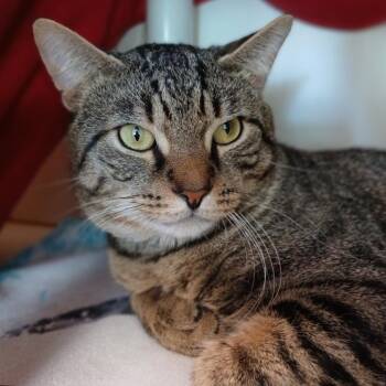 Bruce -  Domestic Short Hair Cat for Adoption in Fairport, New York - Bruce | PetCurious