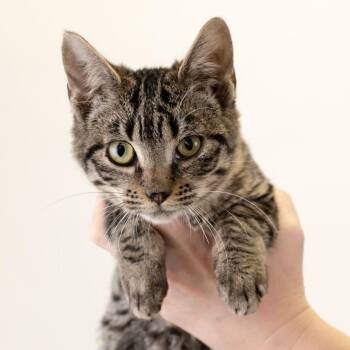 Antonie -  Domestic Medium Hair Cat for Adoption in Buffalo, Minnesota - Antonie | PetCurious