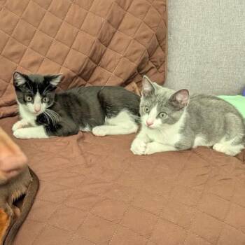 Timber & Spark -  Domestic Short Hair Cat for Adoption in Philadelphia, Pennsylvania - Timber & Spark | PetCurious