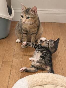Rosie (Mom) & Hero (M) -  Domestic Short Hair Cat for Adoption in New York, New York - Rosie (Mom) & Hero (M) | PetCurious