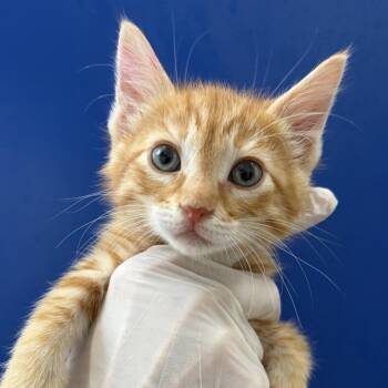 Eli -  Domestic Short Hair Cat for Adoption in Grantsville, Utah - Eli | PetCurious