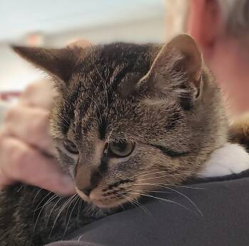 Domestic Short Hair Cats Available for Adoption - Kali | PetCurious