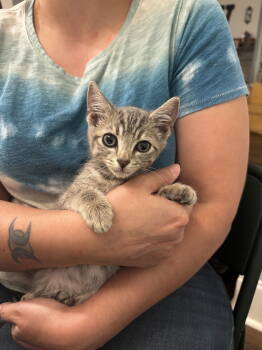 Rescue Domestic Short Hair Cats for Adoption in Camden, South Carolina - V-8 (Available For Pre-adoption) | PetCurious