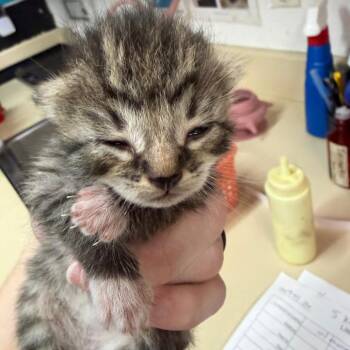 Domestic Short Hair Cats Available for Adoption in Ardmore, Oklahoma - Sylvia | PetCurious