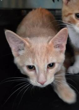 Gucci -  Domestic Short Hair Cat for Adoption in Cloquet, Minnesota - Gucci | PetCurious
