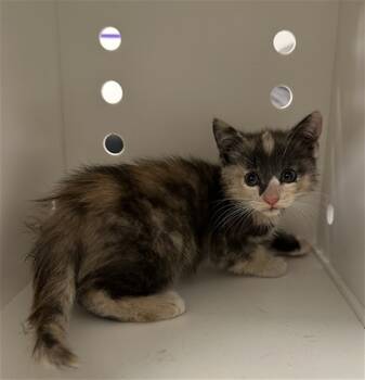 Rescue Domestic Medium Hair Cats for Adoption in Ontario, California - NEEDS A FOSTER | PetCurious