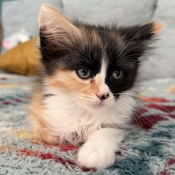 ZEN -  Domestic Short Hair Cat for Adoption in Richmond, California - ZEN | PetCurious
