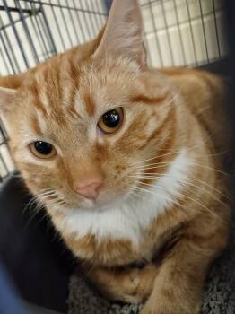 Domestic Short Hair Cats Available for Adoption - George Sanderson | PetCurious