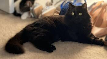 Maine Coon and Domestic Long Hair Cats Available for Adoption - El | PetCurious